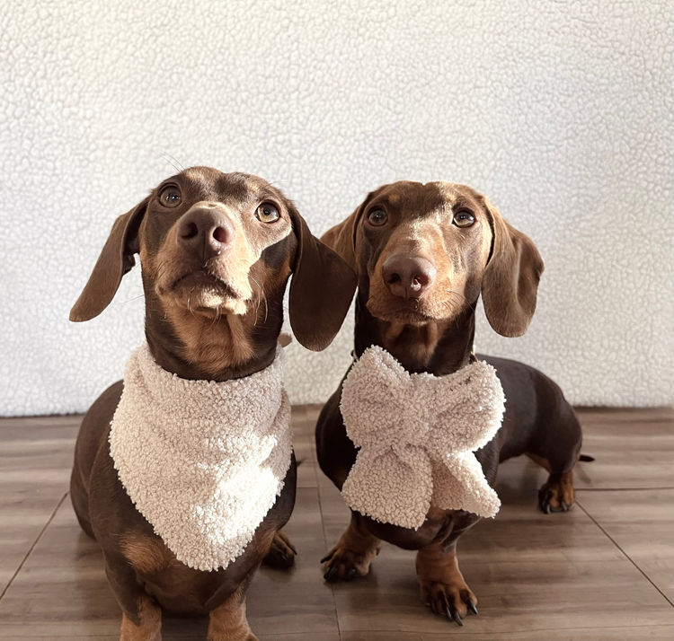 Pure Dachshunds