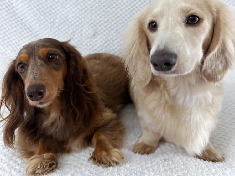 Mini Cream Dachies