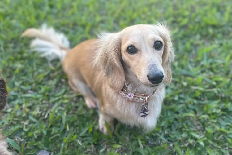 Mini Cream Dachies