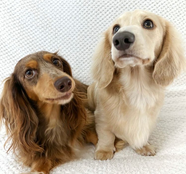 Mini Cream Dachies
