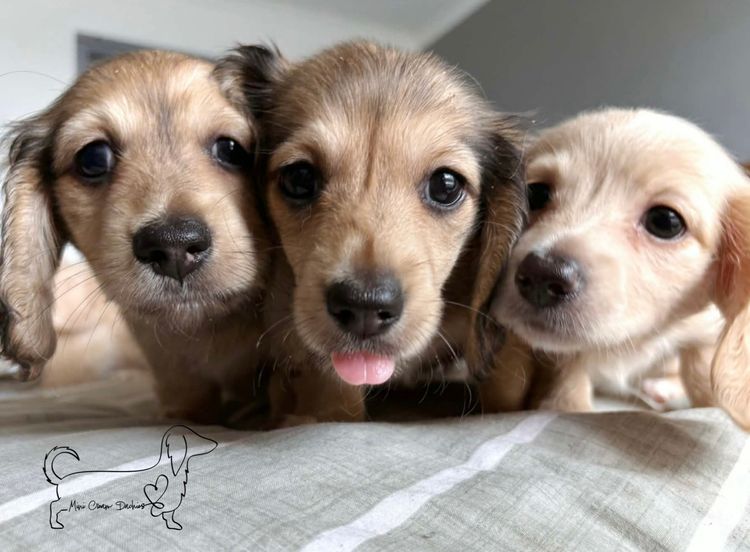 Mini Cream Dachies
