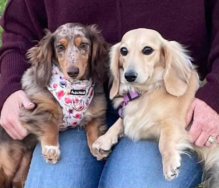 Mini Cream Dachies