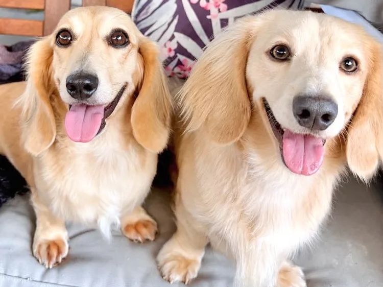 Mini Cream Dachies