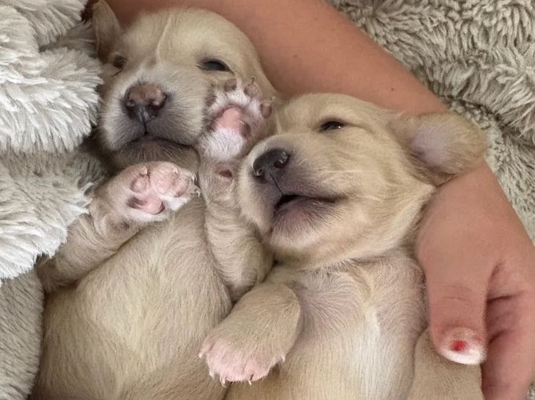 Mini Cream Dachies
