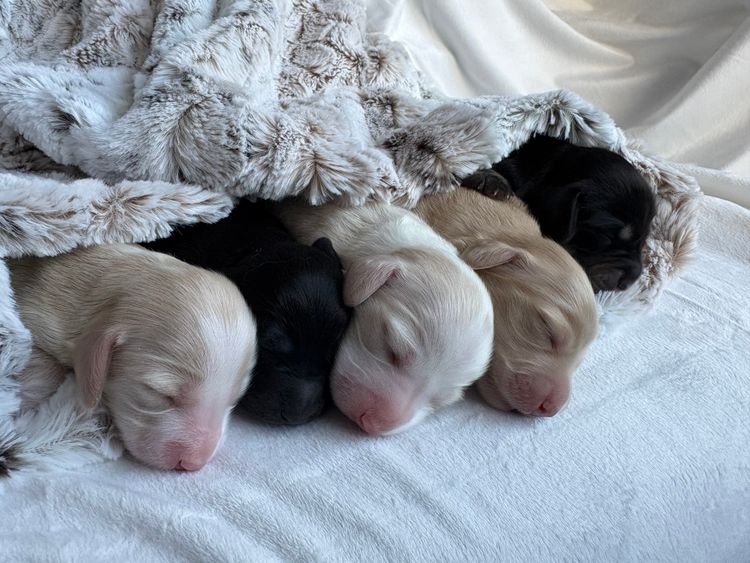 Mini Cream Dachies