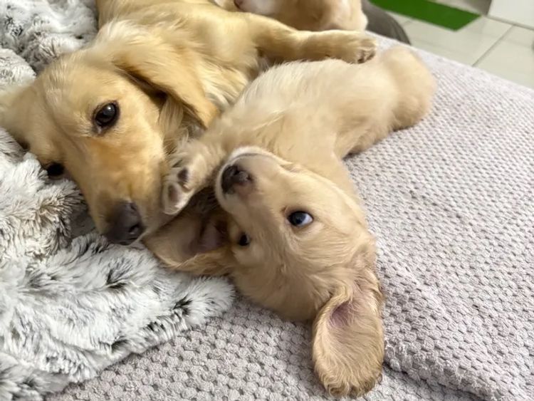 Mini Cream Dachies
