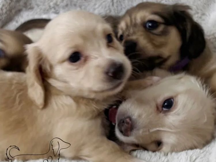 Mini Cream Dachies