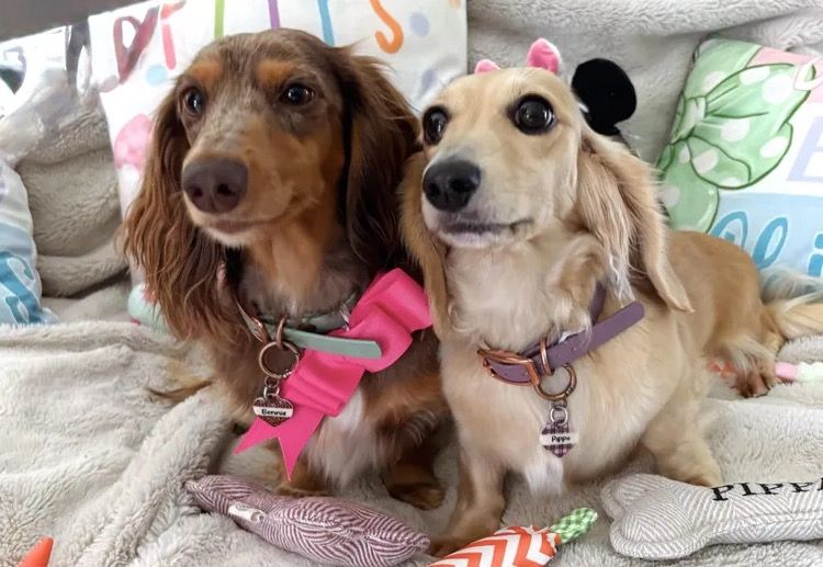 Mini Cream Dachies