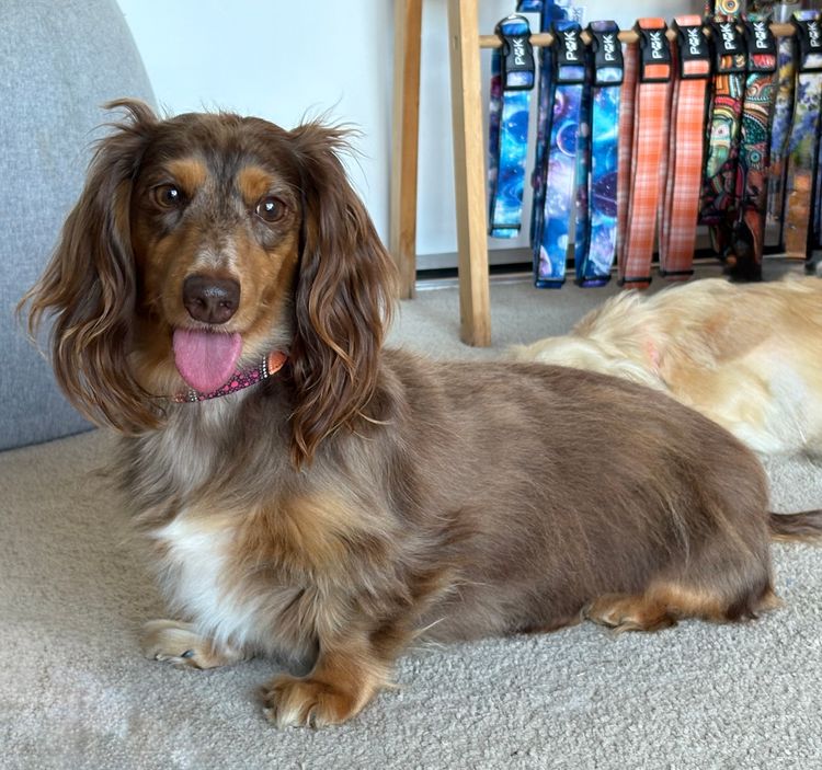 Mini Cream Dachies