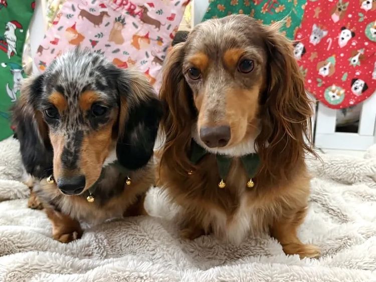 Mini Cream Dachies