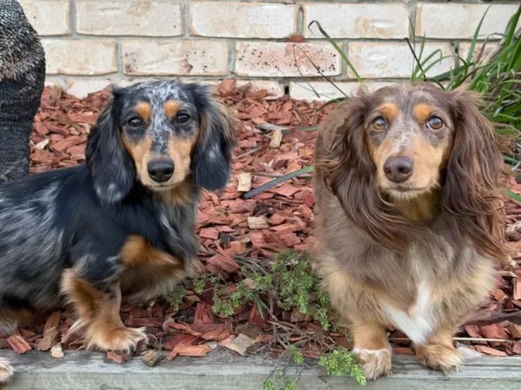 Mini Cream Dachies