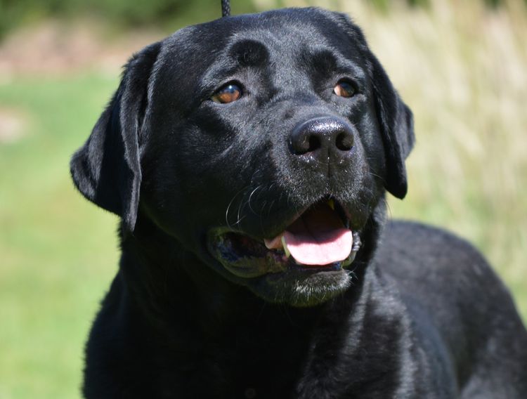 Bonnsway Labradors