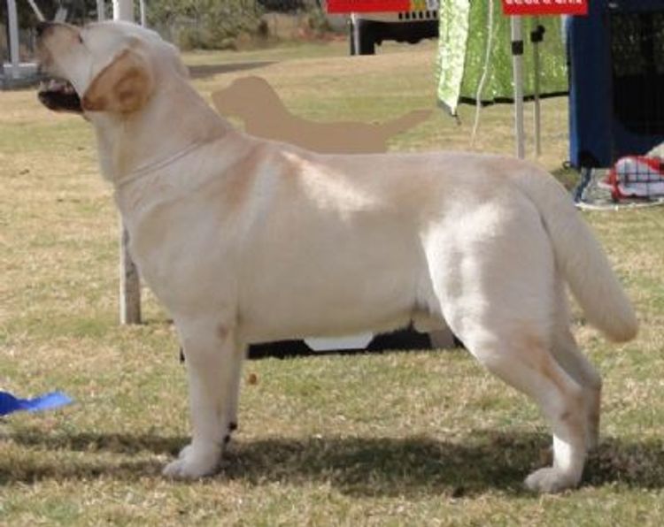 Bonnsway Labradors