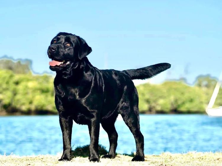Bonnsway Labradors