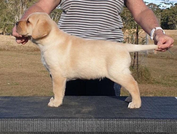 Bonnsway Labradors