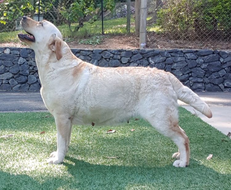 Bonnsway Labradors