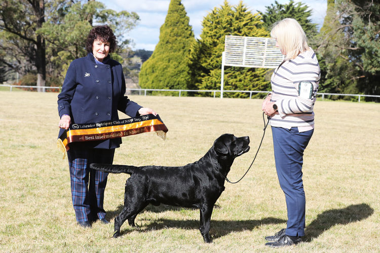 Bonnsway Labradors