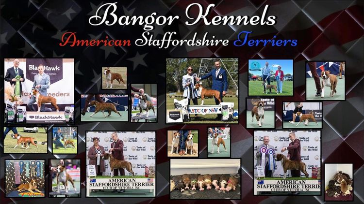 Bangor American Staffordshire Terriers