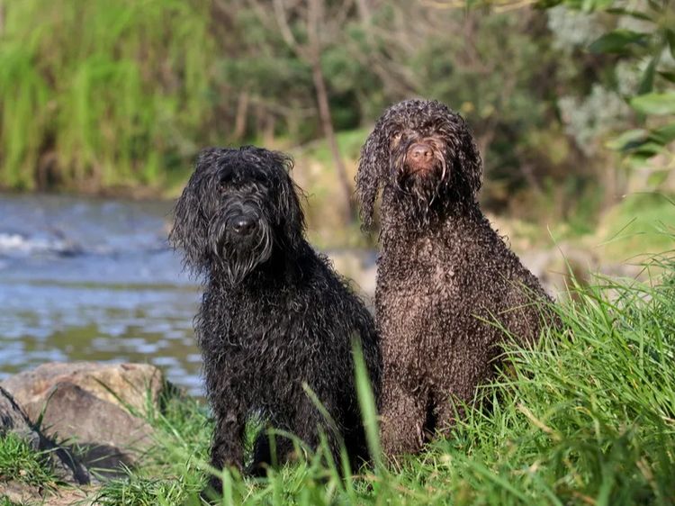 Burrinjuck Labradoodles