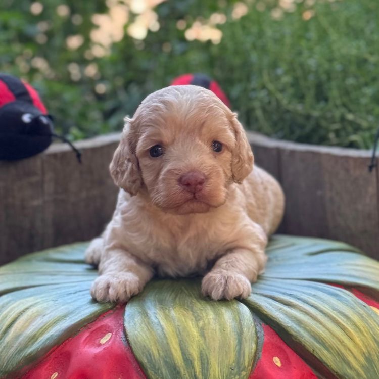 Burrinjuck Labradoodles