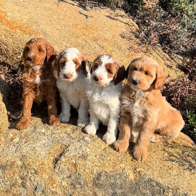 Burrinjuck Labradoodles