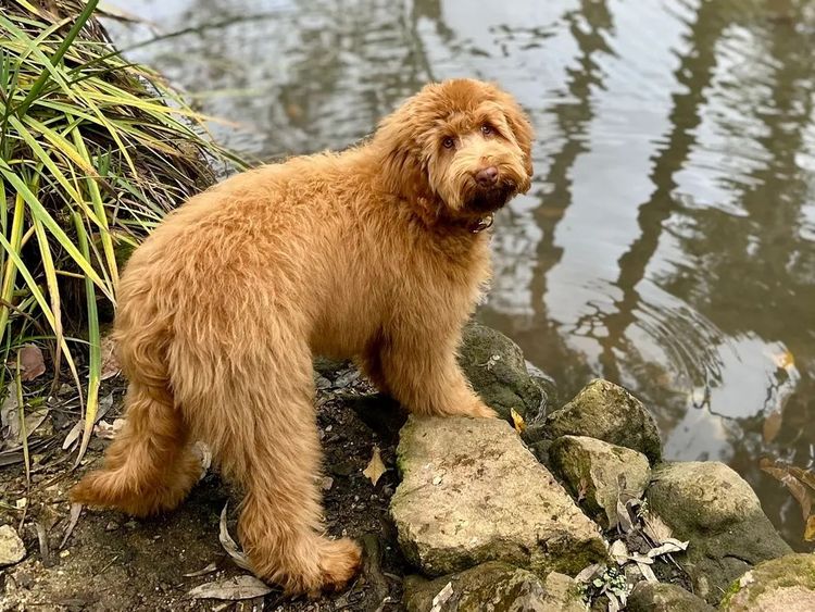 Burrinjuck Labradoodles