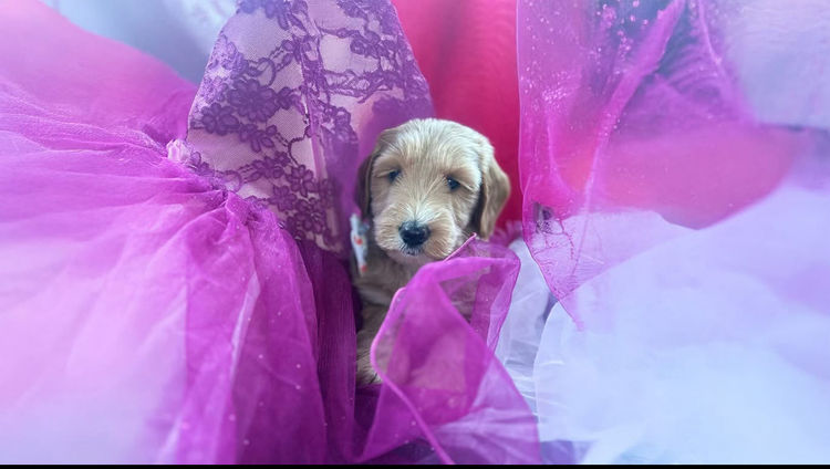 Burrinjuck Labradoodles