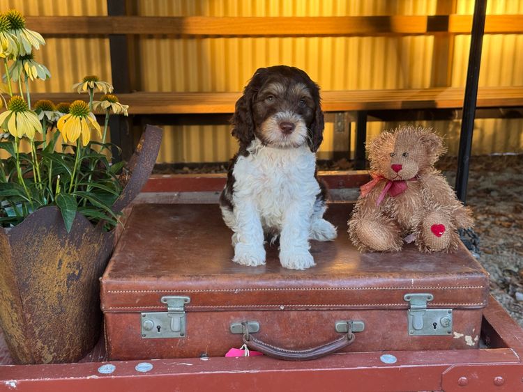 Burrinjuck Labradoodles