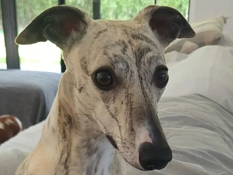 Twmbarlwm Whippets