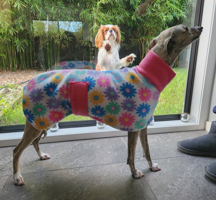 Twmbarlwm Whippets