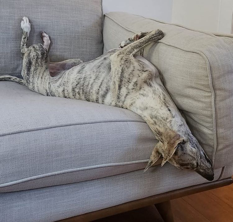 Twmbarlwm Whippets
