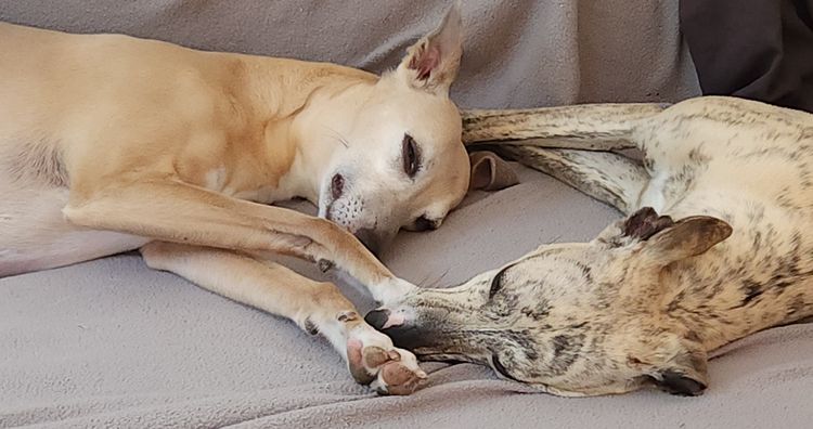 Twmbarlwm Whippets