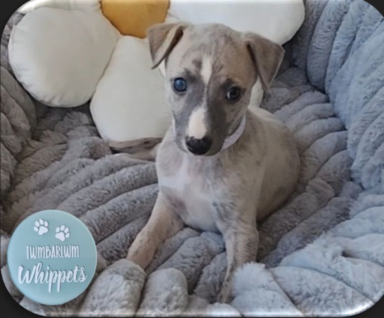 Twmbarlwm Whippets