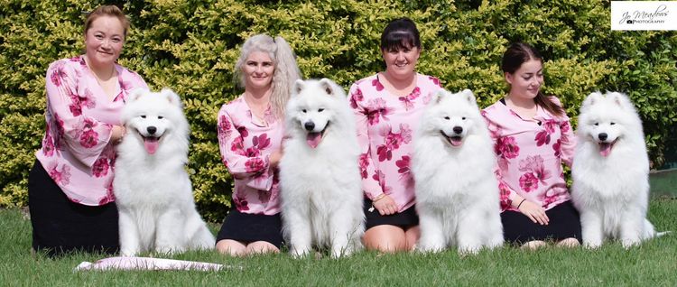 Lunasea Samoyed