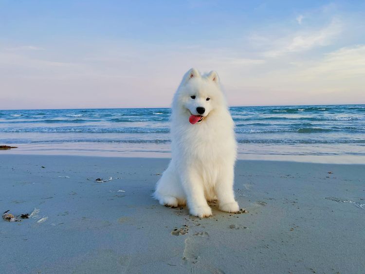 Lunasea Samoyed