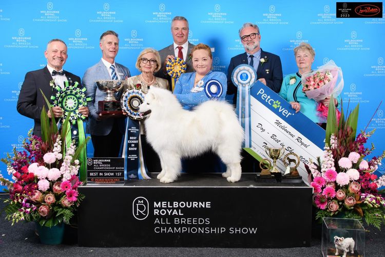 Lunasea Samoyed