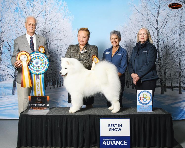 Lunasea Samoyed