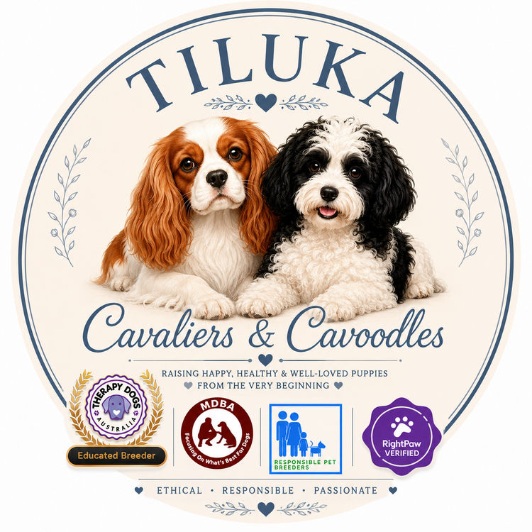 Tiluka Cavoodles