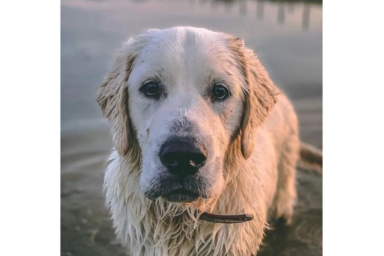 Alorah Golden Retrievers