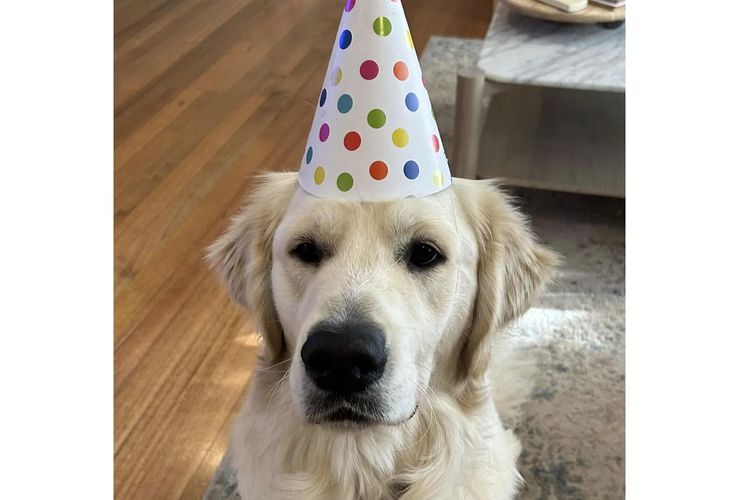 Alorah Golden Retrievers