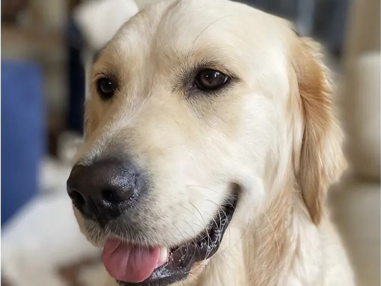 Alorah Golden Retrievers