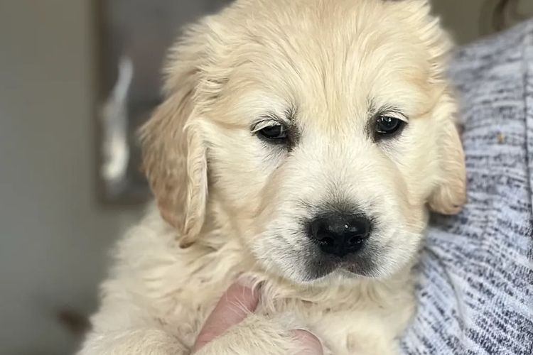 Alorah Golden Retrievers