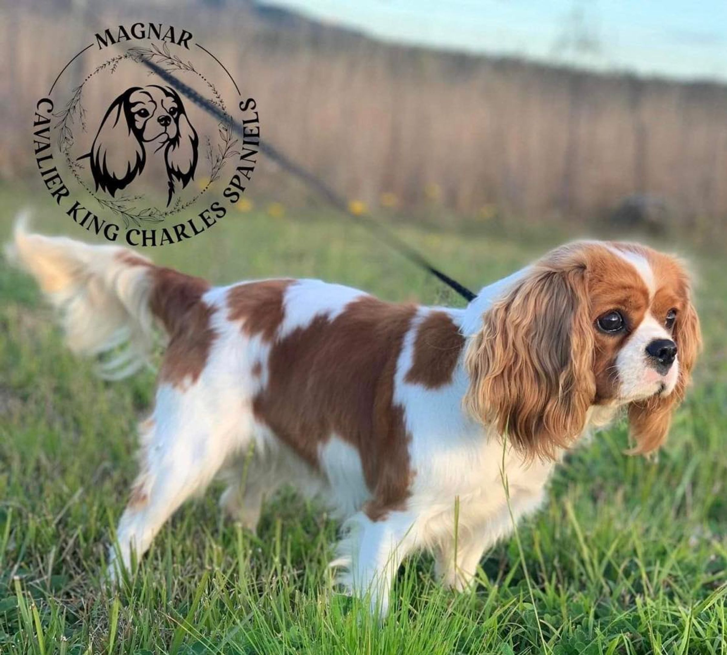 Magnar Cavalier King Charles Spaniels ANKC Dogs Australia magnar-cavalier-king-charles-spaniels-ankc-dogs-australia