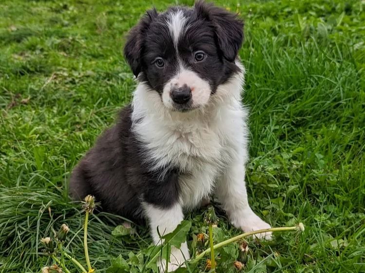 Korben Park - Border Collies