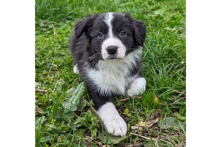 Korben Park - Border Collies