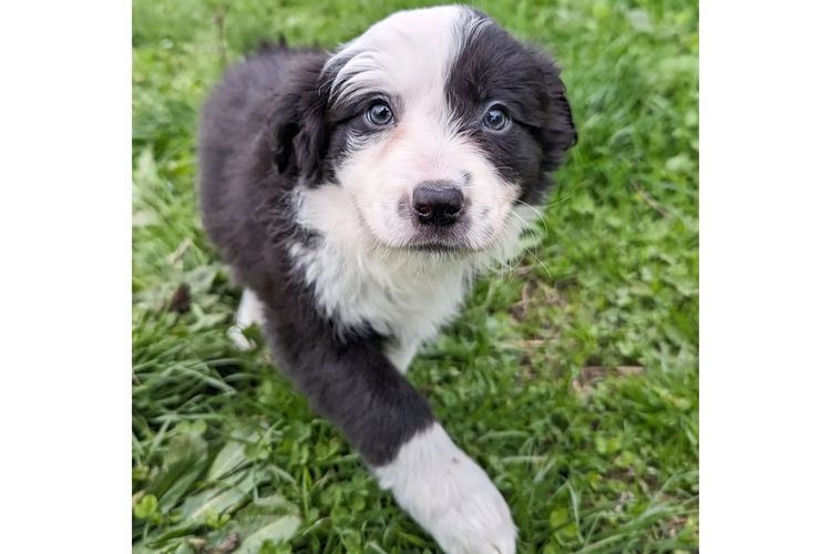 Korben Park - Border Collies