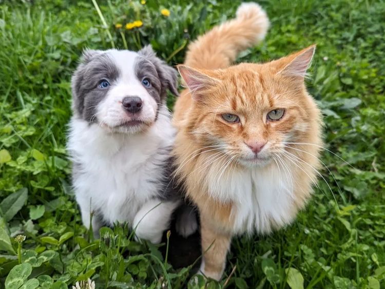 Korben Park - Border Collies