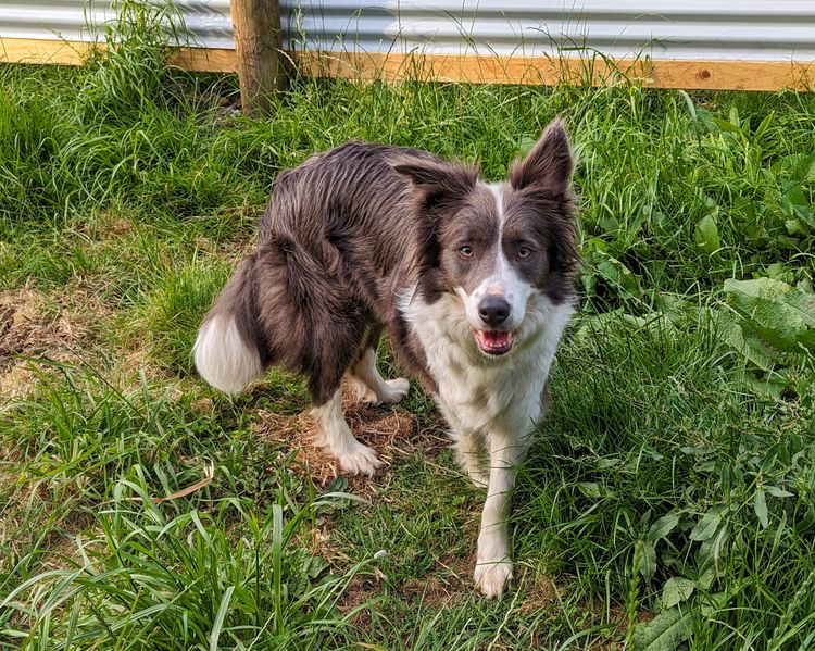Korben Park - Border Collies