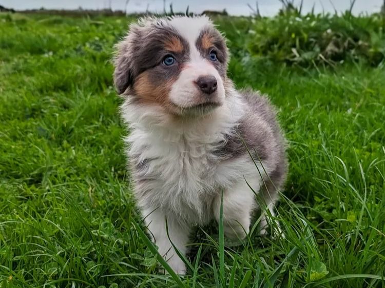 Korben Park - Border Collies