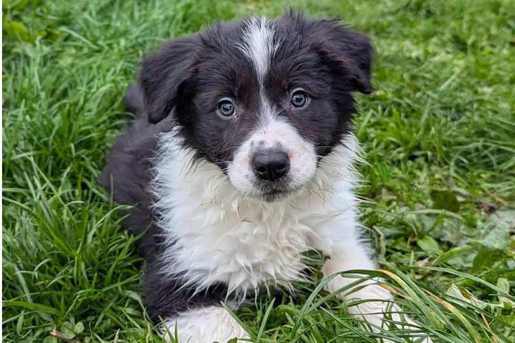 Korben Park - Border Collies